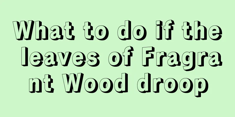 What to do if the leaves of Fragrant Wood droop