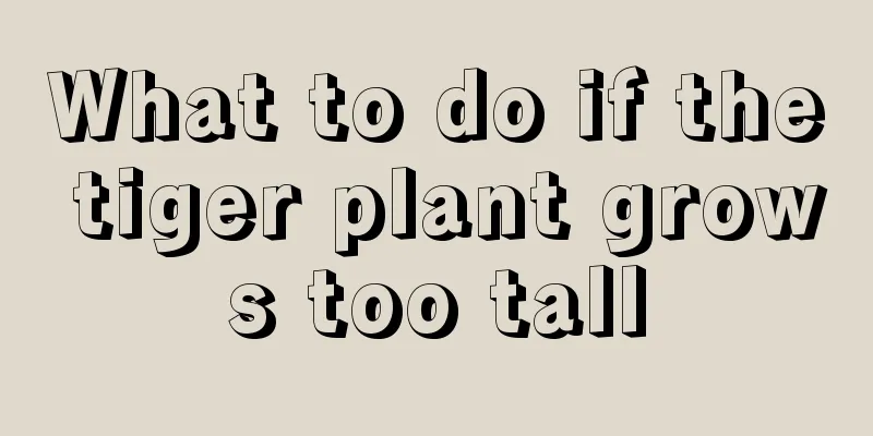 What to do if the tiger plant grows too tall