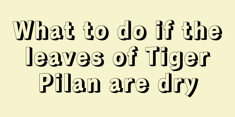 What to do if the leaves of Tiger Pilan are dry