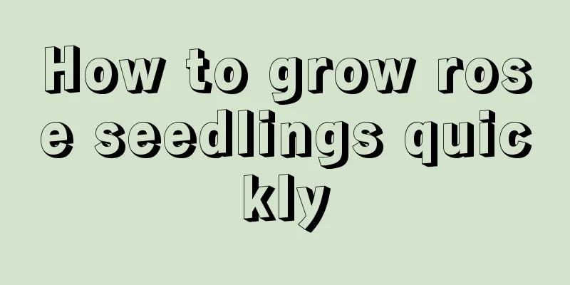 How to grow rose seedlings quickly