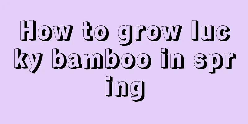 How to grow lucky bamboo in spring