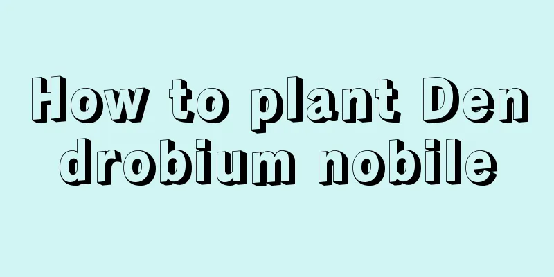 How to plant Dendrobium nobile