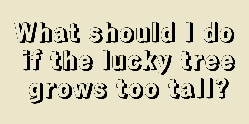 What should I do if the lucky tree grows too tall?