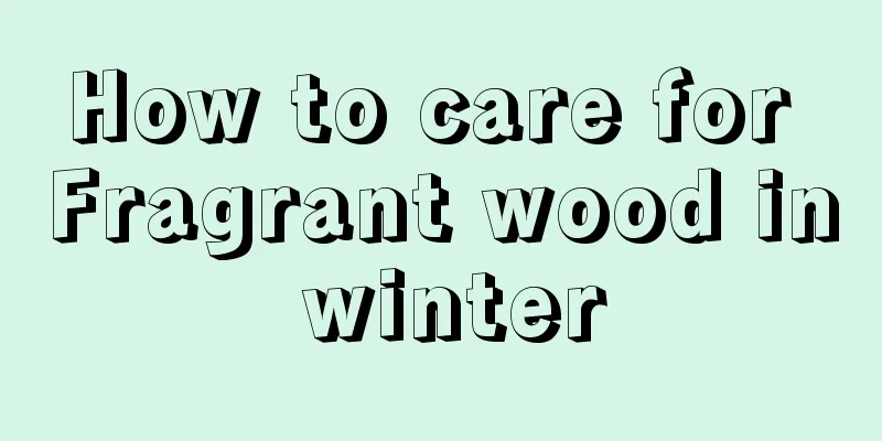 How to care for Fragrant wood in winter