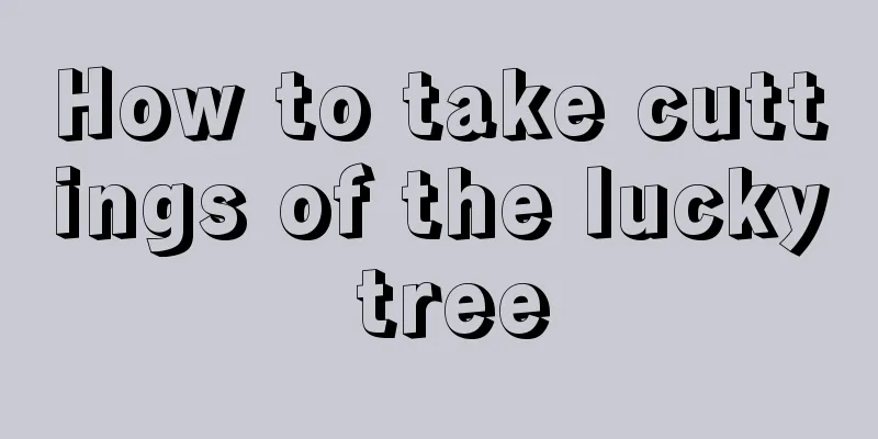 How to take cuttings of the lucky tree