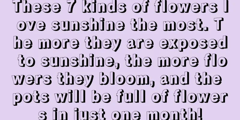 These 7 kinds of flowers love sunshine the most. The more they are exposed to sunshine, the more flowers they bloom, and the pots will be full of flowers in just one month!