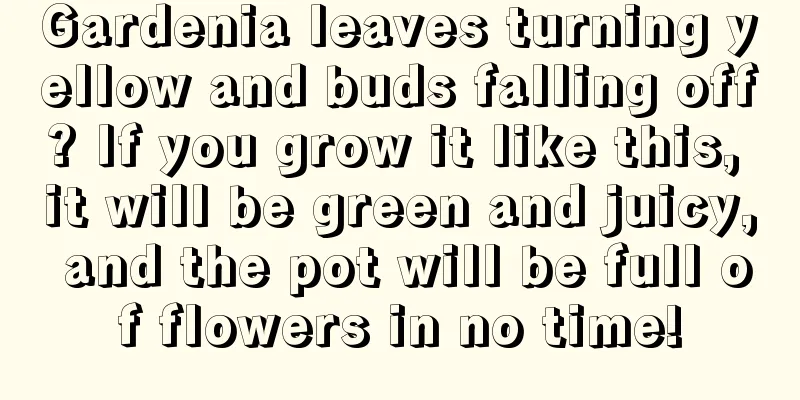 Gardenia leaves turning yellow and buds falling off? If you grow it like this, it will be green and juicy, and the pot will be full of flowers in no time!