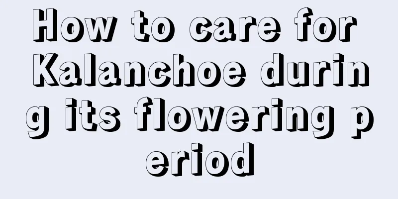 How to care for Kalanchoe during its flowering period