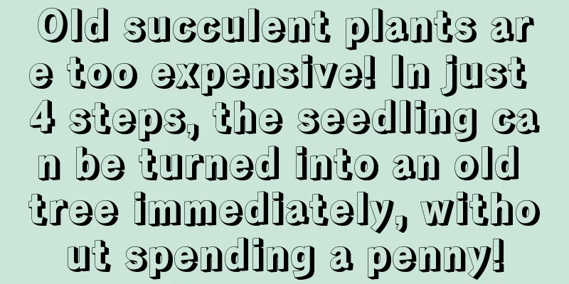 Old succulent plants are too expensive! In just 4 steps, the seedling can be turned into an old tree immediately, without spending a penny!