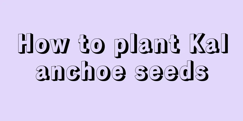 How to plant Kalanchoe seeds