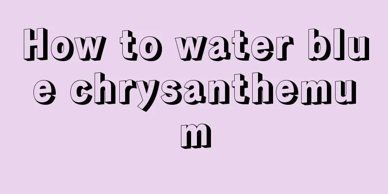 How to water blue chrysanthemum