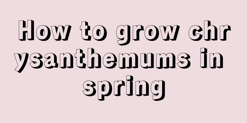 How to grow chrysanthemums in spring