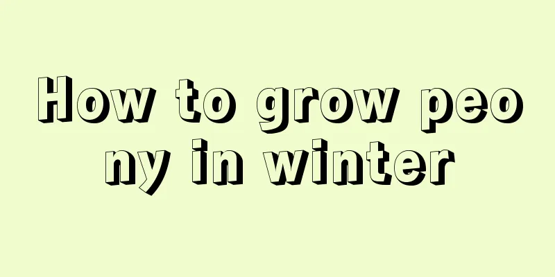 How to grow peony in winter