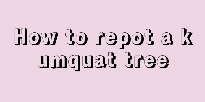 How to repot a kumquat tree