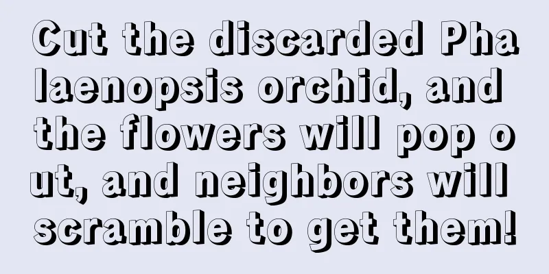 Cut the discarded Phalaenopsis orchid, and the flowers will pop out, and neighbors will scramble to get them!