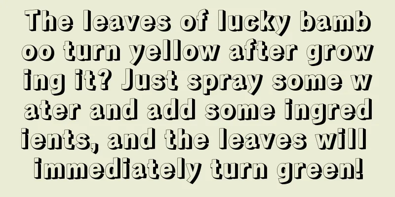 The leaves of lucky bamboo turn yellow after growing it? Just spray some water and add some ingredients, and the leaves will immediately turn green!