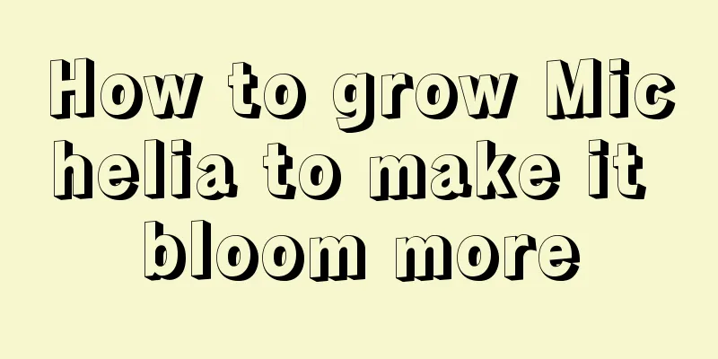 How to grow Michelia to make it bloom more