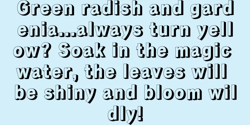 Green radish and gardenia...always turn yellow? Soak in the magic water, the leaves will be shiny and bloom wildly!