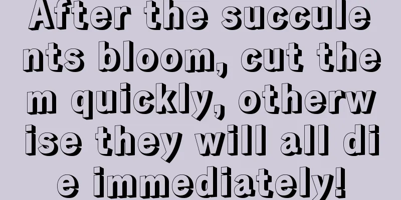 After the succulents bloom, cut them quickly, otherwise they will all die immediately!