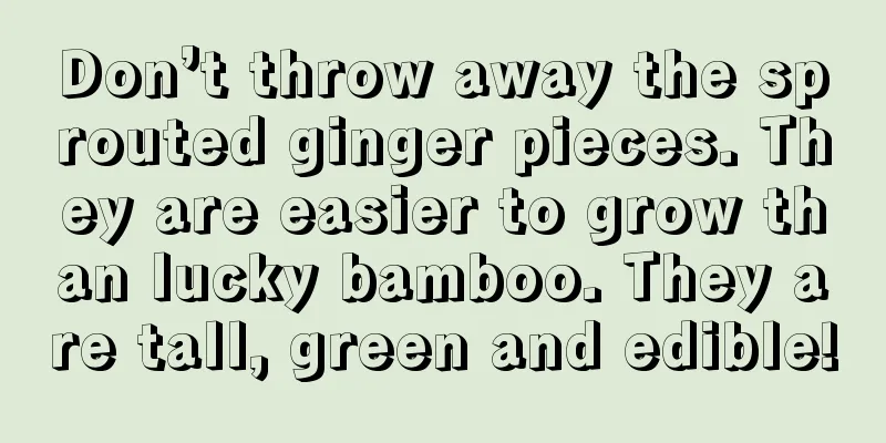 Don’t throw away the sprouted ginger pieces. They are easier to grow than lucky bamboo. They are tall, green and edible!