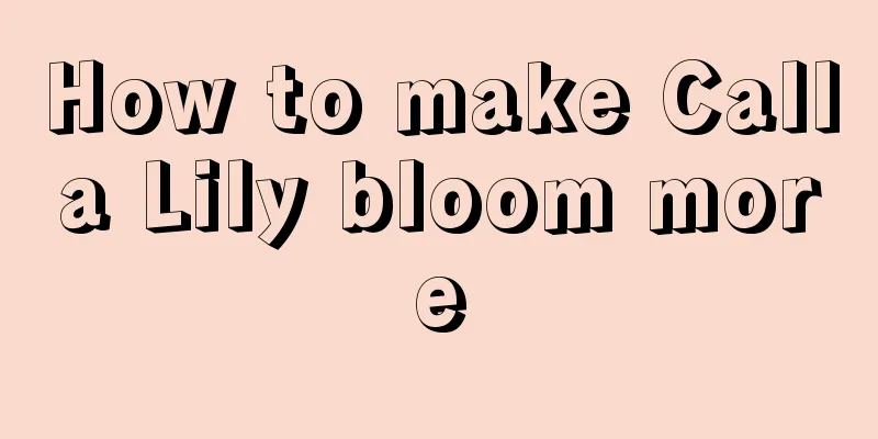 How to make Calla Lily bloom more