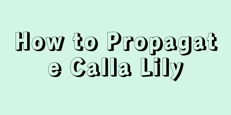 How to Propagate Calla Lily