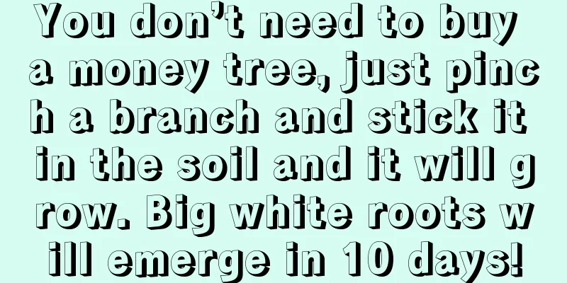 You don’t need to buy a money tree, just pinch a branch and stick it in the soil and it will grow. Big white roots will emerge in 10 days!