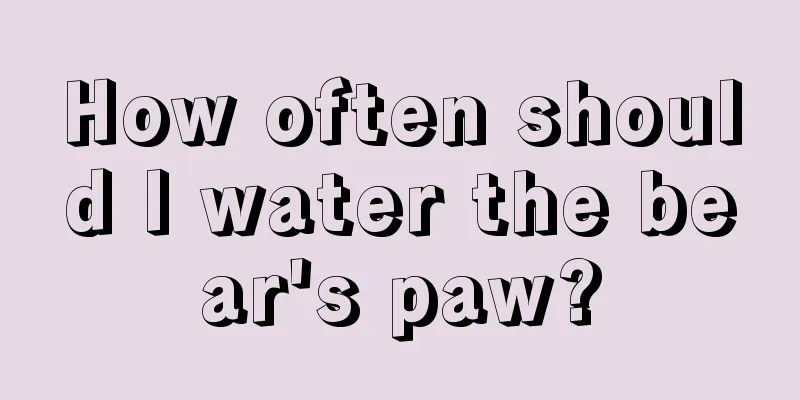 How often should I water the bear's paw?