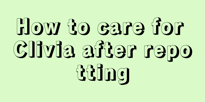 How to care for Clivia after repotting