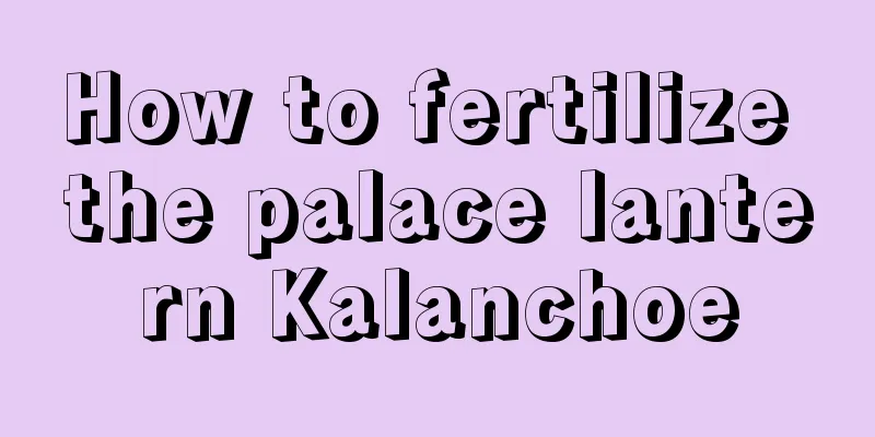 How to fertilize the palace lantern Kalanchoe