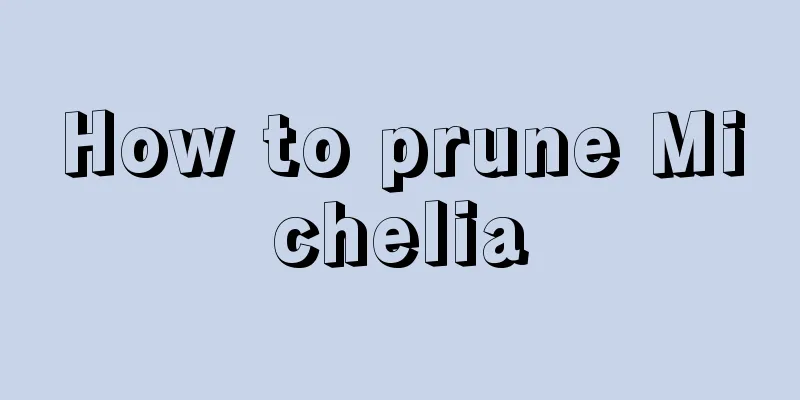 How to prune Michelia