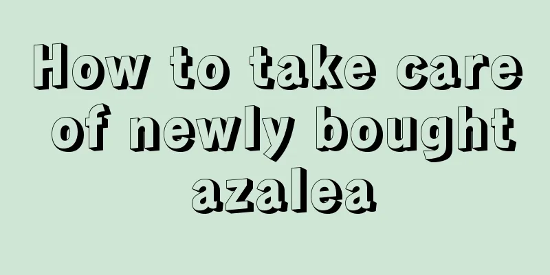 How to take care of newly bought azalea