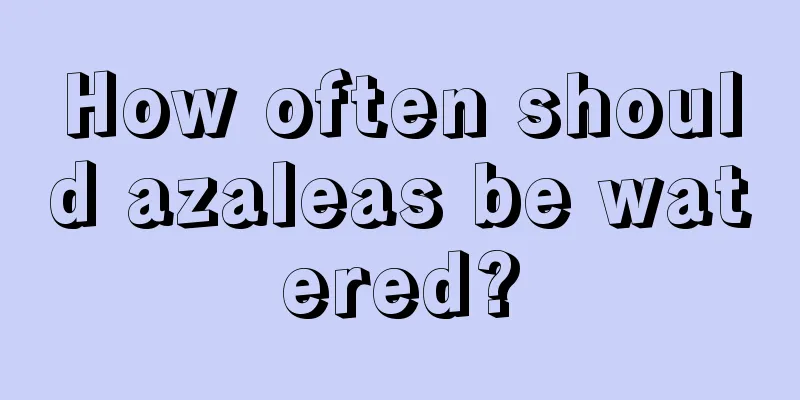 How often should azaleas be watered?