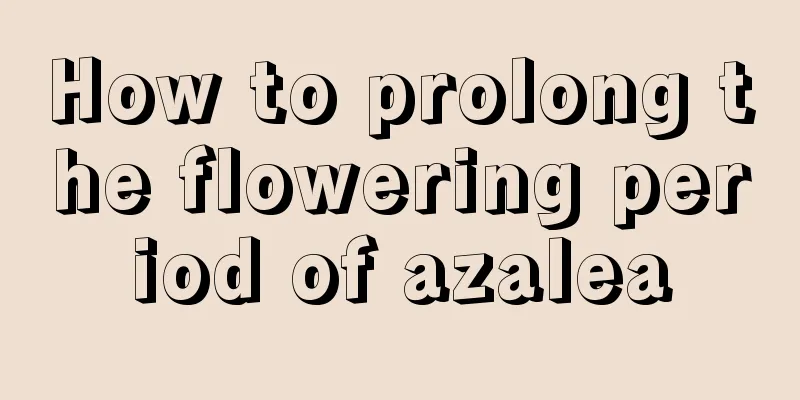 How to prolong the flowering period of azalea