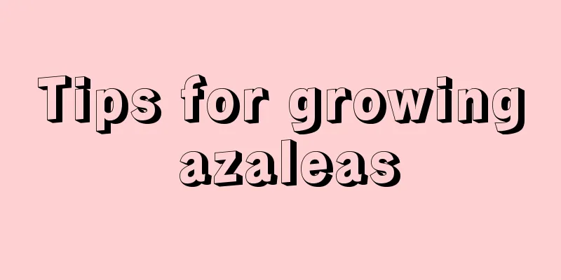 Tips for growing azaleas