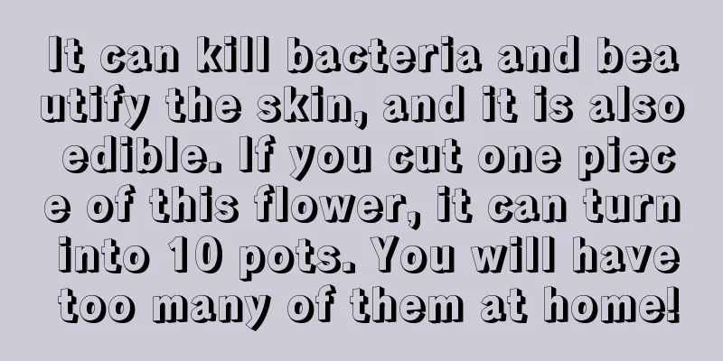 It can kill bacteria and beautify the skin, and it is also edible. If you cut one piece of this flower, it can turn into 10 pots. You will have too many of them at home!