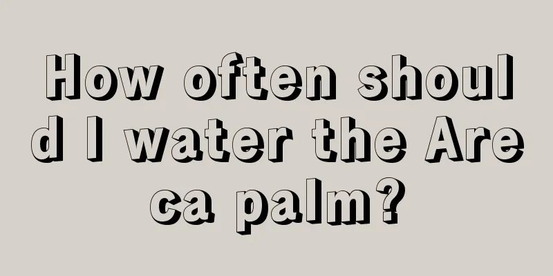 How often should I water the Areca palm?