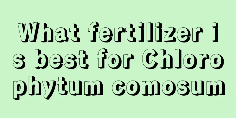 What fertilizer is best for Chlorophytum comosum