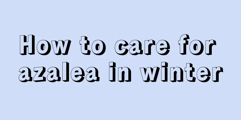 How to care for azalea in winter