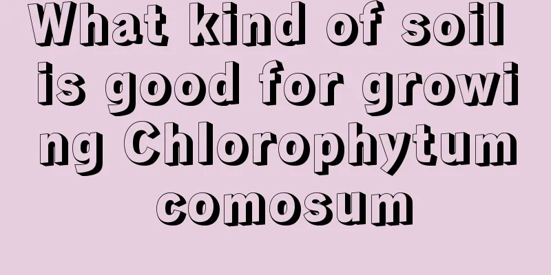 What kind of soil is good for growing Chlorophytum comosum