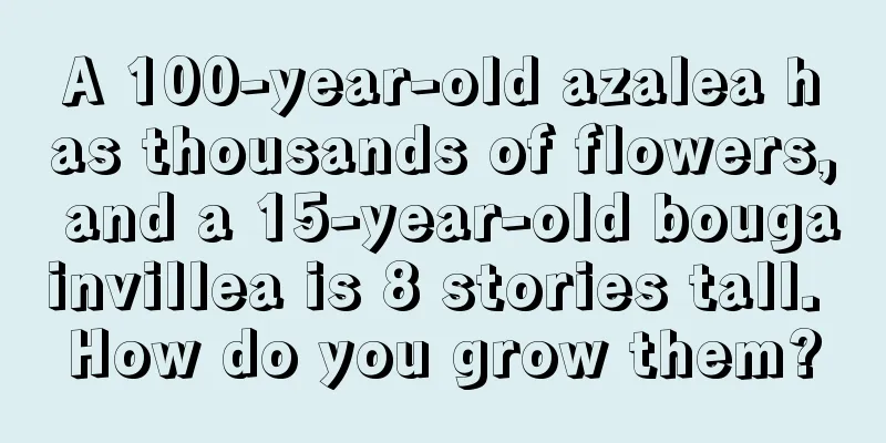 A 100-year-old azalea has thousands of flowers, and a 15-year-old bougainvillea is 8 stories tall. How do you grow them?