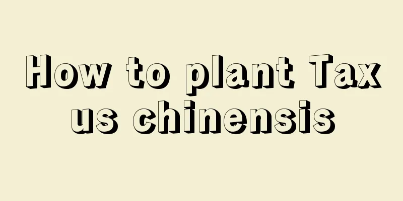 How to plant Taxus chinensis