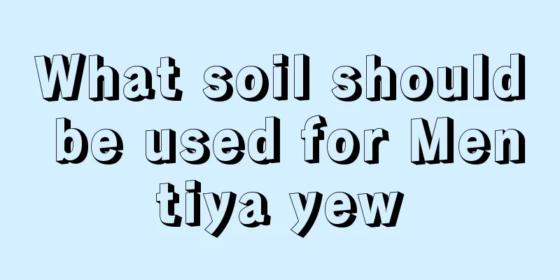 What soil should be used for Mentiya yew