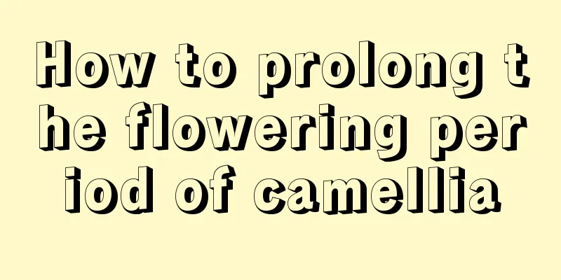 How to prolong the flowering period of camellia