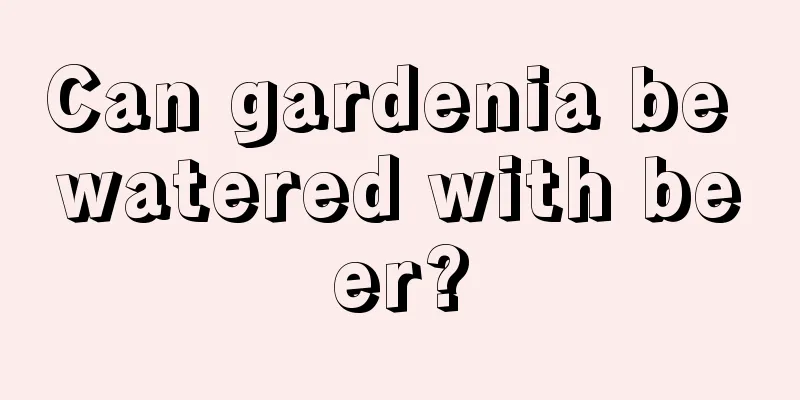 Can gardenia be watered with beer?