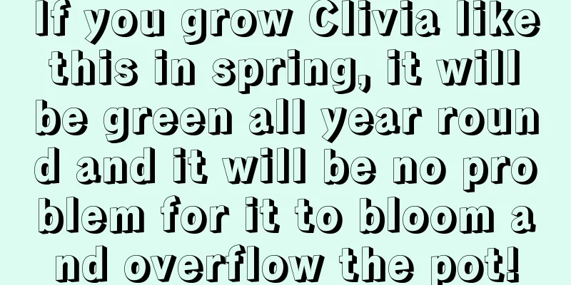 If you grow Clivia like this in spring, it will be green all year round and it will be no problem for it to bloom and overflow the pot!