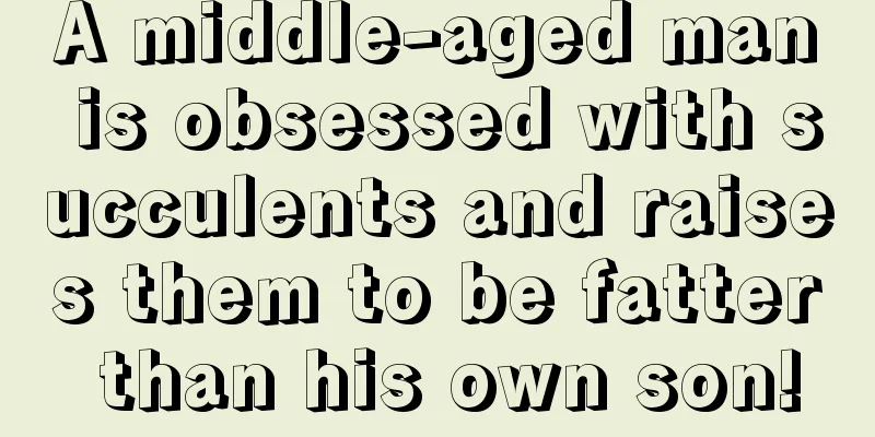 A middle-aged man is obsessed with succulents and raises them to be fatter than his own son!