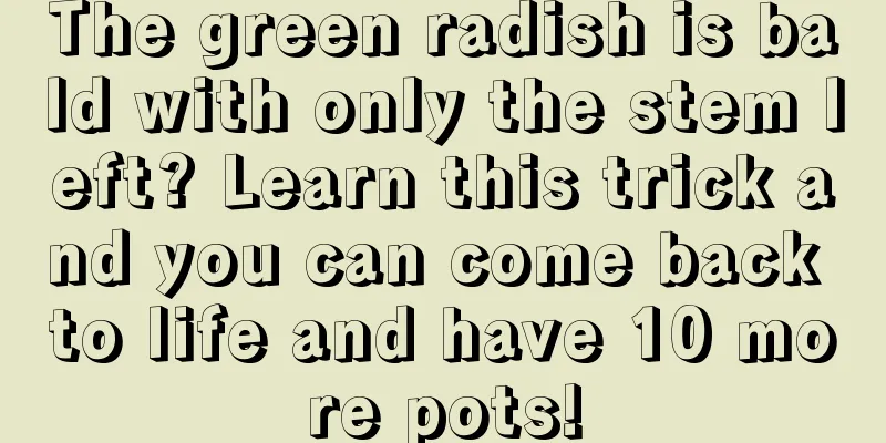 The green radish is bald with only the stem left? Learn this trick and you can come back to life and have 10 more pots!