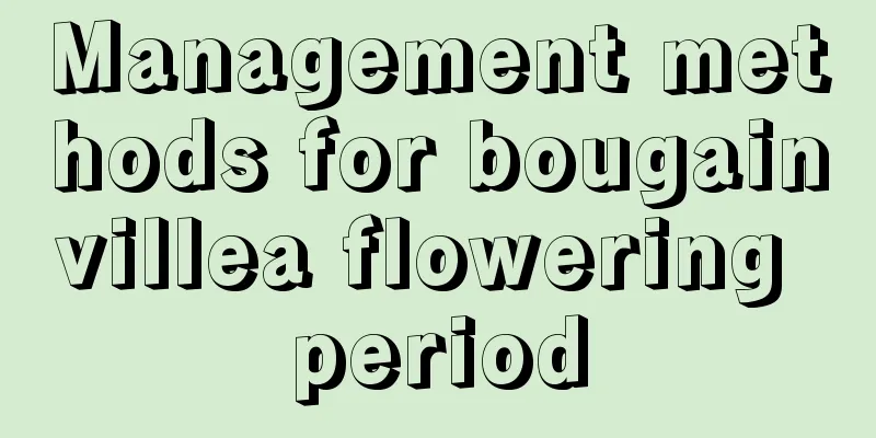 Management methods for bougainvillea flowering period