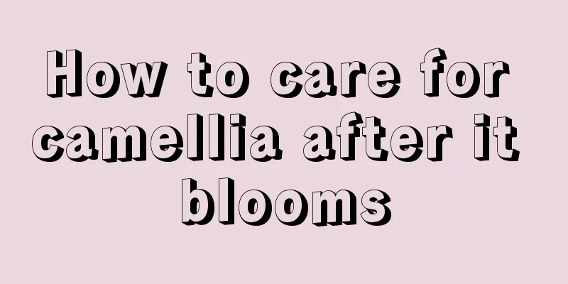 How to care for camellia after it blooms